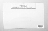 Uromyces junci image